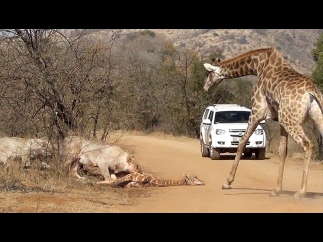 Giraffe Tries Saving her Calf From Hunting Lions