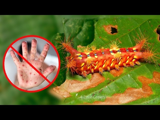 11 Animals You Should Never Touch