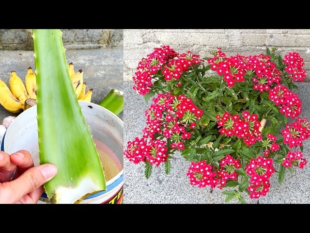 Cách làm phân bón từ Chuối và Nha Đam | Make fertilizer to help plants bloom