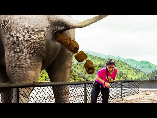 15 Interesting Zoo Animal Moments Caught On Video