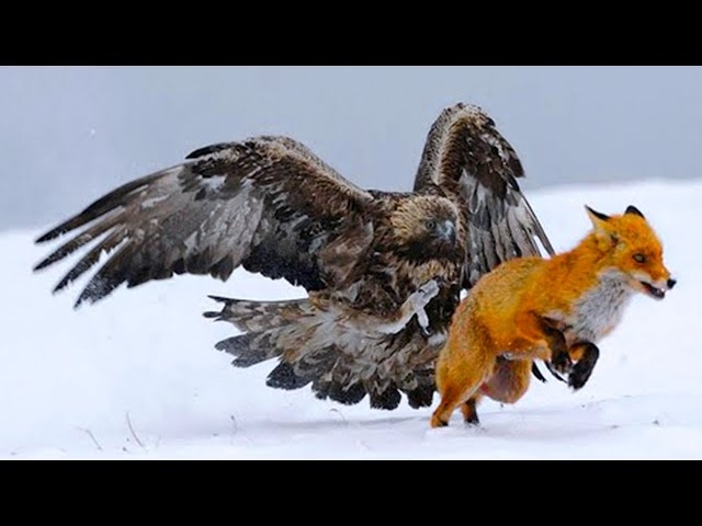 20 Most Amazing Eagle Attacks Ever Caught on Camera