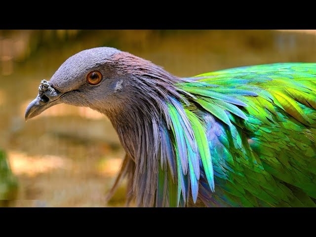 Most Beautiful Birds on Planet Earth