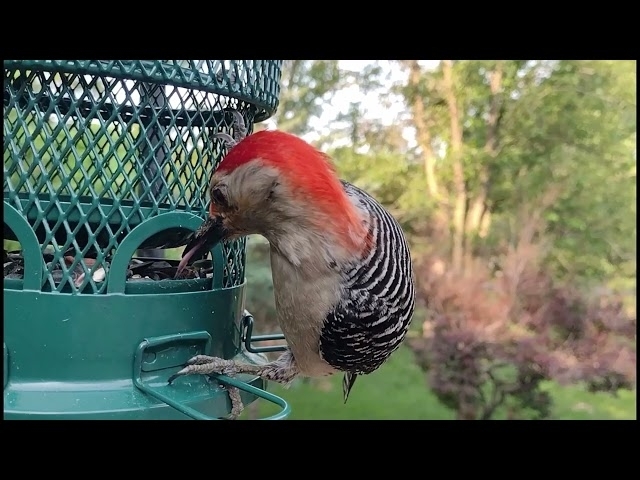 Red-bellied woodpecker eating from a mesh bird feeder.