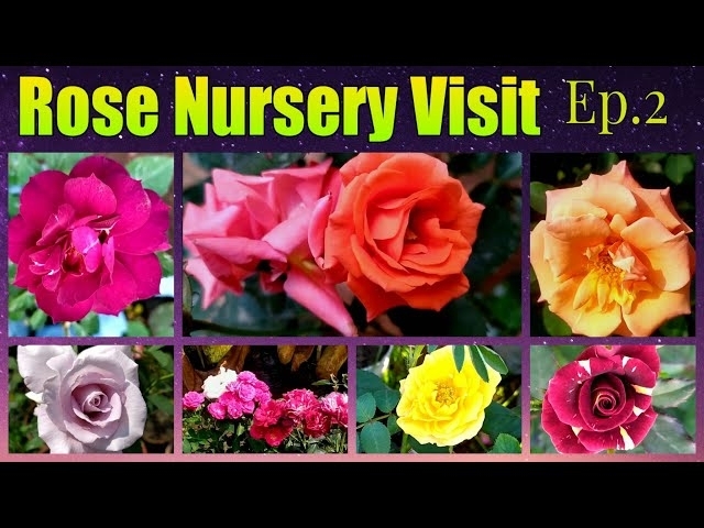 199 - Rose Nursery Visit || Episode 2