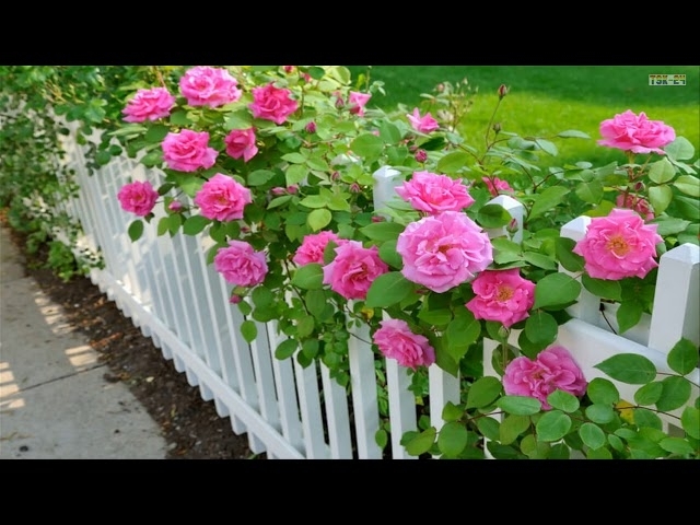 The most beautiful rose fences in the world