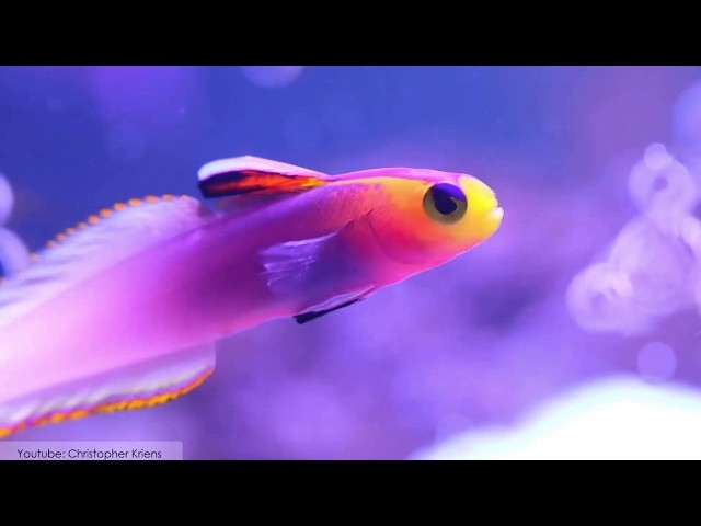 10 Unusual Fish With Beautiful Color Patterns
