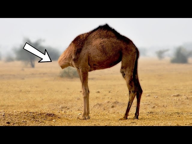 8 Animals That Survived The Impossible
