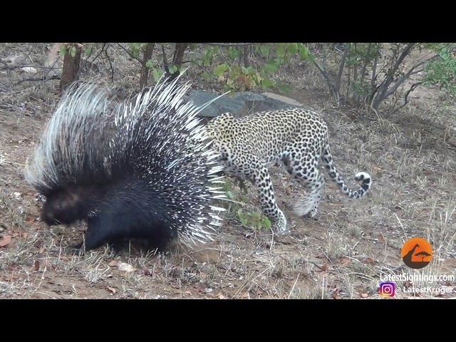 Silly leopard taking on porcupine at high speed will make your day!