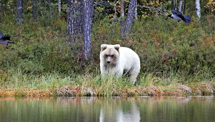 A Very Rare White Bear Caught On Camera By Natural Resources Center Professor