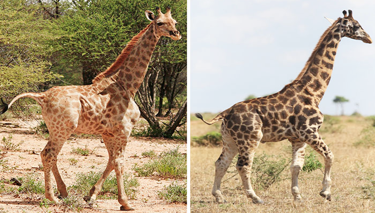 Two Extremely Rare Dwarf Giraffes Spotted In Namibia And Uganda
