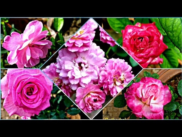 140 - 25+ PINK ROSE VARIETIES OF MY GARDEN || Bosrai, Princess De Monaco, Calcutta 300, Kashmir R...