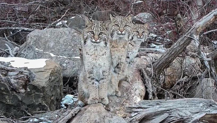 Picture taker Flies Drone To Discover A Once-In-A-Lifetime Shot Of 3 Bobcats Sitting On A Log