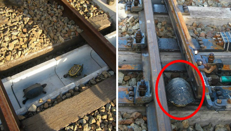 Japanese Railways Implement Special Tunnels for Slow-Moving Turtles to Safely Cross (video)