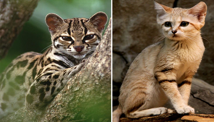 12 Rare Wild Cat Species You Probably Didn't Know Exist