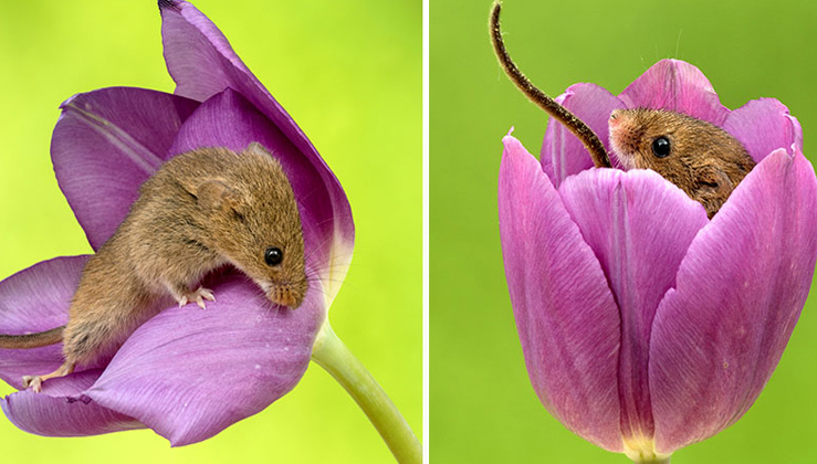 Photographer Tiptoes Through The Tulips To Shoot Harvest Mice, And The Result Will Make Your Day
