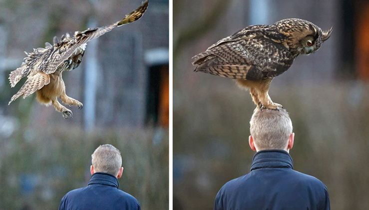 Friendly Dutch Owl Loves To Land On People's Heads (video)