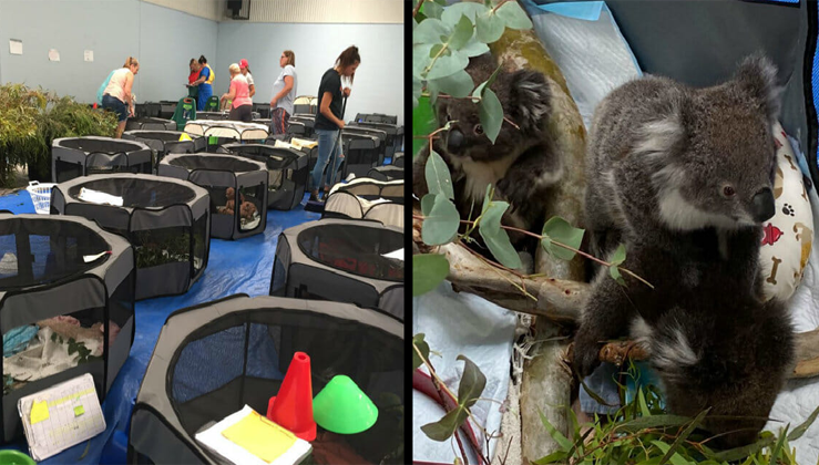 Australian School Sets Up Makeshift Koala Shelter