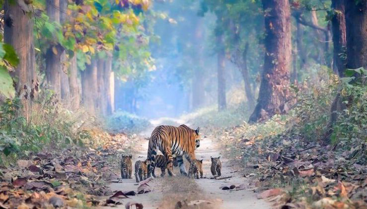 Stunning Photo Of Tigress Walking With Her Cubs Highlights Indias Rising Tiger Population