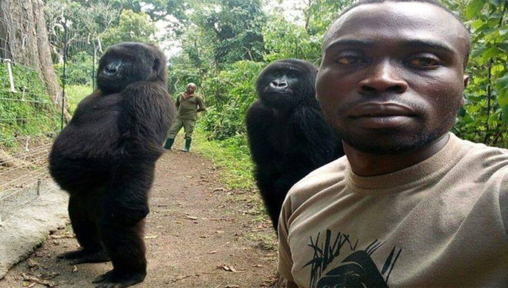 World's Coolest Selfie? Gorillas Pose With Anti Poaching Rangers