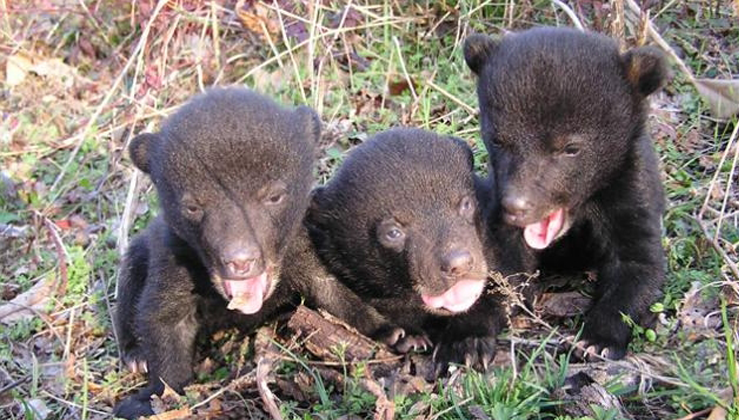 Alaskans say 'no' to cruel hunting methods for killing hibernating bears, wolf pups in dens