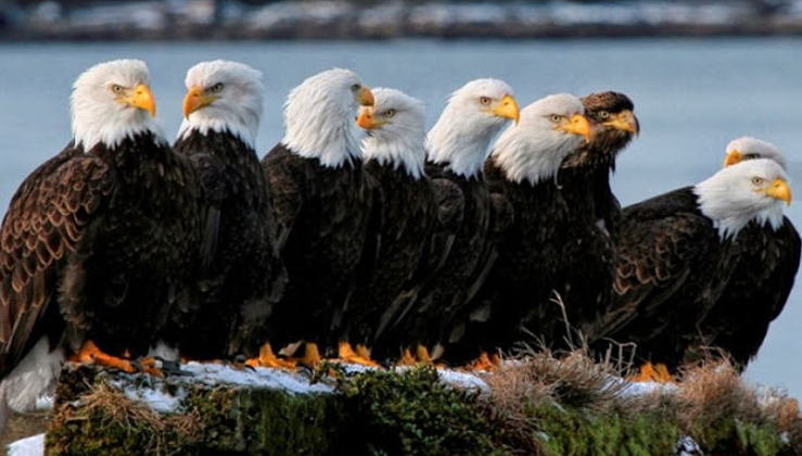 Virginia's bald eagles thriving at a never before seen level after pesticides ban.