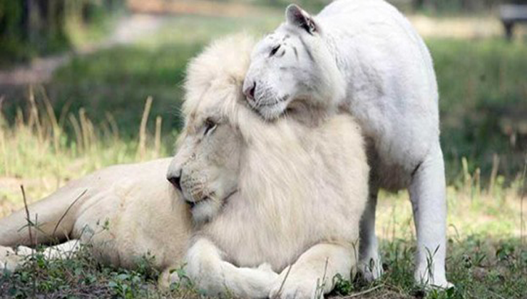 Albino Lion And Tiger Had Babies Together And They Are Stunning