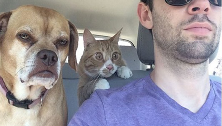 10+ times cats were the world's biggest drama queen