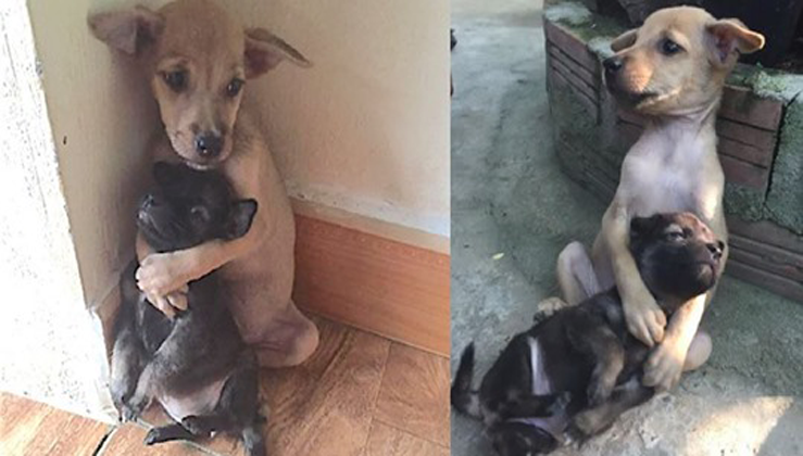 Even After Being Rescued, Two Abandoned Puppies Won't Stop Hugging Each Other