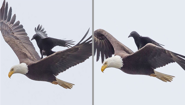 Clever Crow Spotted Hitching A Ride On Flying Bald Eagle's Back (video)