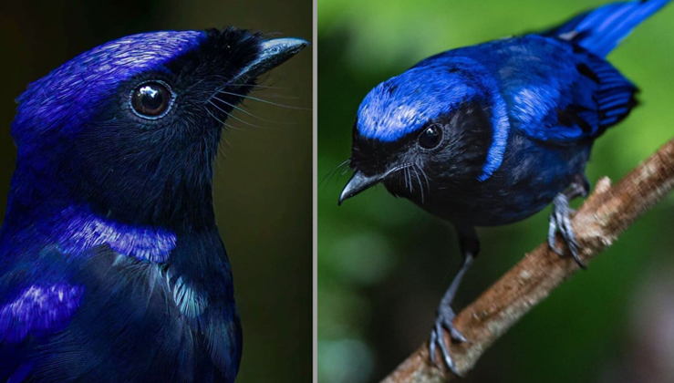 Large Niltava, An Eye-Searing Bird With Brilliant Blue Head And Purplish-Blue Underneath (video)