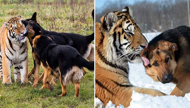 An Inseparable Pack Of Two Endangered Siberian Tigers And Three German shepherds (video)