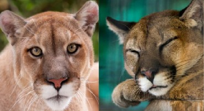 Sad News From The Animal Kingdom: The Endangered Eastern Cougar