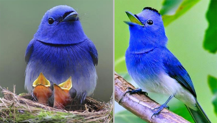 Meet The Black-Naped Monarch – The Bright Blue Flying Gem (12 Pics & Video)