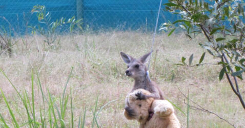 Orphaned Baby Kangaroo Hugs His Teddy Bear And Treats It As A Companion