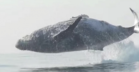 A Huge 40-Ton Humpback Whale Jumping Completely Out Of The Water(video)