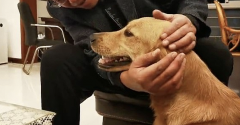 The Faithful Dog Spends Two Weeks Running 62 Miles To Find Her owner(video)