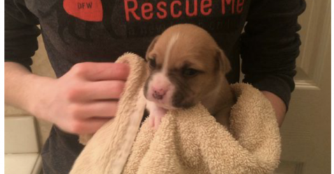 Watch A 10 Day Old Puppy Rescued From A Dumpster Enjoying A Hot Bath In The Sink