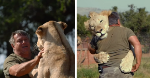 Meet The Man Who Spends His Time Hugging Lions and Tigers(VİDEO)