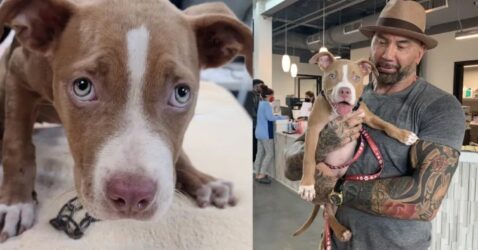 Dave Bautista Adopts Hurt Puppy & Offers Reward To Find The Person Who Hurt Her