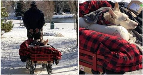 Man Uses Wagon For Paralyzed Dog To Help Her Explore The World