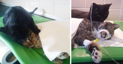 A Nurse Kitty Looking After Other Animals? Now We’ve Seen It All!