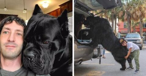 Adorably Large Dogs Who Don’t Realise How Big They Are