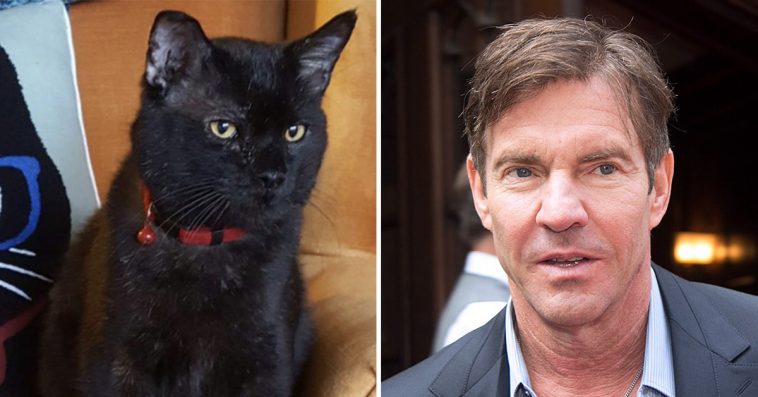 Dennis Quaid Adopts Shelter Cat Named ‘Dennis Quaid’: “I Just Couldn’t Resist”