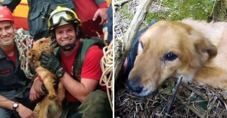 Dog Saved After Days Stranded On Side Of Cliff Can’t Stop Thanking Her Rescuers