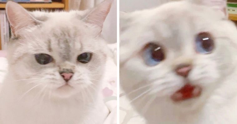 Meet Nana, The Cat That’s So Expressive She Deserves An Oscar