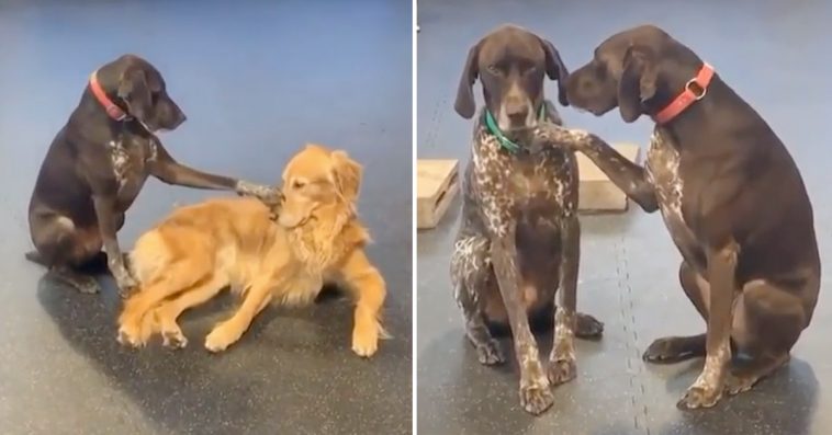 Affectionate Dog Tries To Pet All The Other Dogs At Doggy Day Care, And It’s Just Too Funny