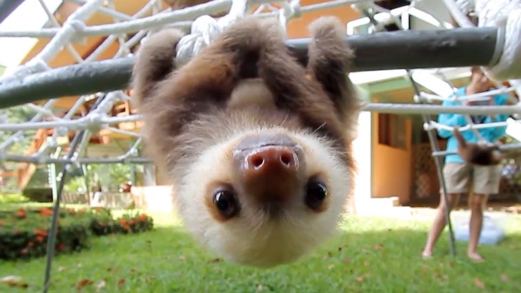 This Group Of Rescue Baby Sloths Has A Squeaky Conversation And It’s Just Adorable(video)