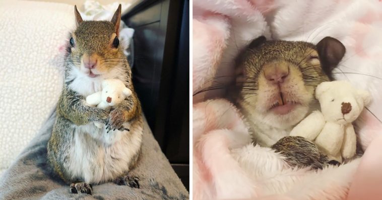 Squirrel Saved From Hurricane Has Her Own Mini Teddy Bear And Won’t Let Go Of It