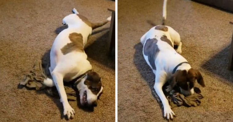 Deployed Dad Sends A Smelly T-Shirt Home For His Dog, And He Adorably Freaks Out