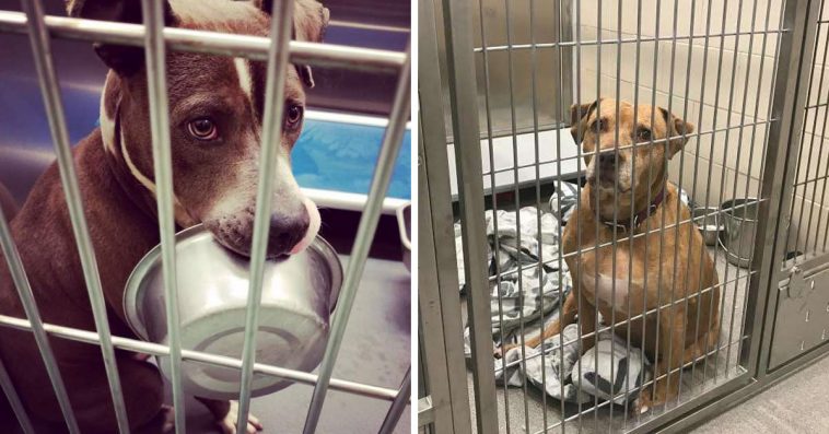 Michigan Is Finally A No-Kill State For Shelter Animals